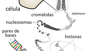 Friederich Miescher descubre el DNA (ácido nucleico) en el esperma de trucha.