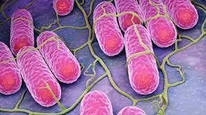Desarrollo de la tinción de Gram.