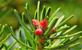 First terrestrial plants (gymnosperms): 21:48