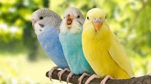 Age of the birds: 23:39