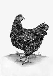 Francis Peyton Rous descubre el virus (retrovirus) que produce tumores (sarcomas) en pollos.