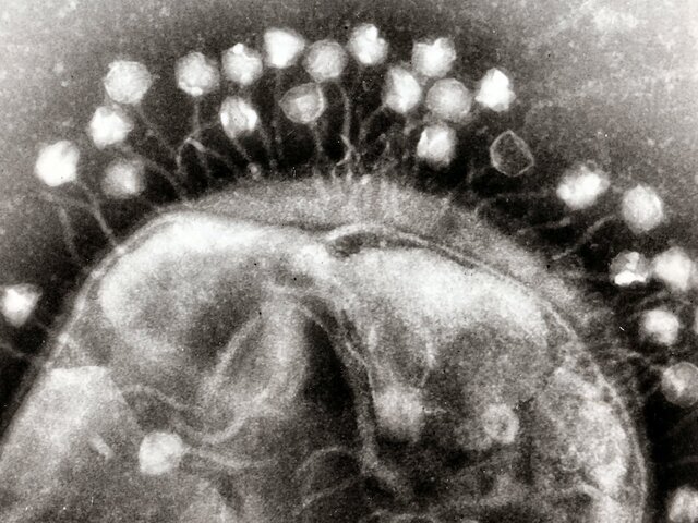 Frederick Twort descubre los virus que infectan bacterias (bacteriófagos)