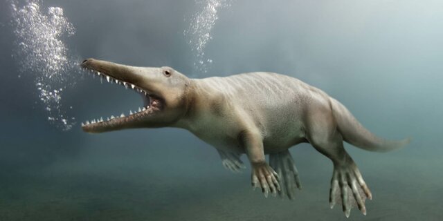 Ambulocetus