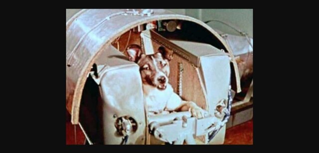 First Animal In Orbit Of The Earth