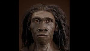 Homo erectus