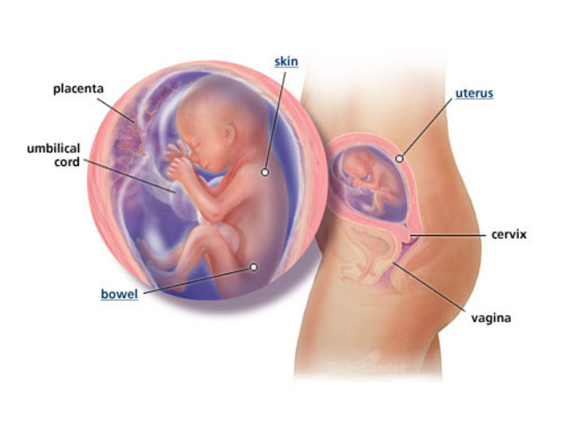 third months-prenatal