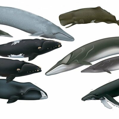 Timeline: Whale Evolution