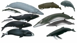 Timeline: Whale Evolution