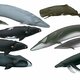 Whale species