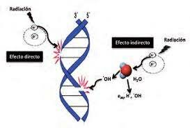 Ley de radiosensibilidad de los tejidos