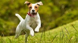 PET