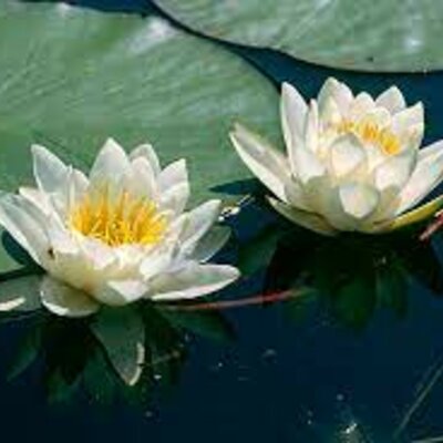 Timeline: Eesti hakkab ärkama. 19. sajand Eesti ajaloos