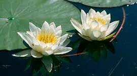 Timeline: Eesti hakkab ärkama. 19. sajand Eesti ajaloos