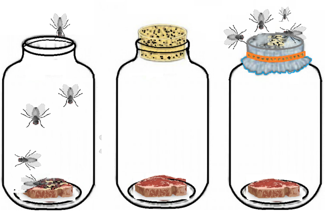 Francesco Redi, experiment dels cucs