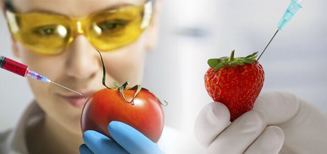 Alimentos transgénicos