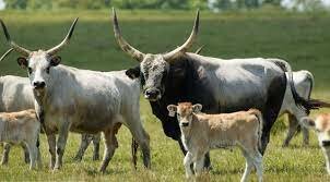 Árupénz (i.e. kb. 3000-650)