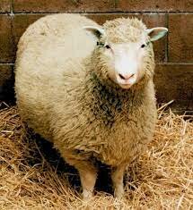 Kloning av første pattedyr