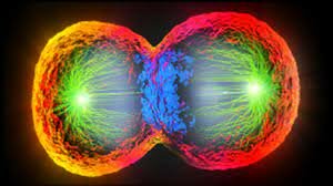 Descifrar el atlas celular (Aun en proceso )