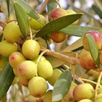 Timeline: Η λίπανση της ελιάς