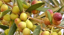 Timeline: Η λίπανση της ελιάς