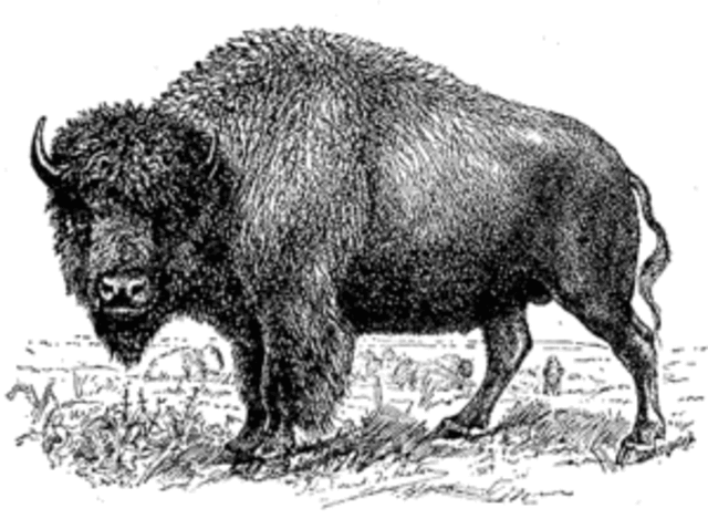 Buffalo War