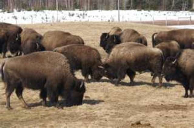 Buffalo War