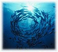 UN Fish Stock Agreement