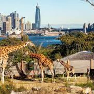 Timeline: Taronga Zoo