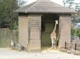Giraffe house completed