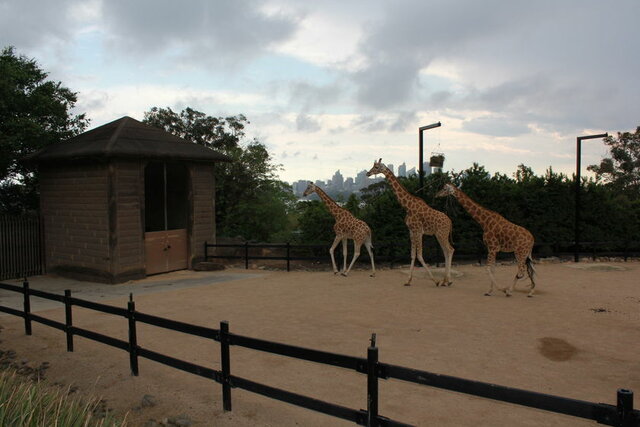 Giraffe House completed