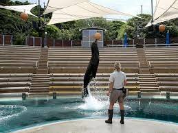 Animal live streams started