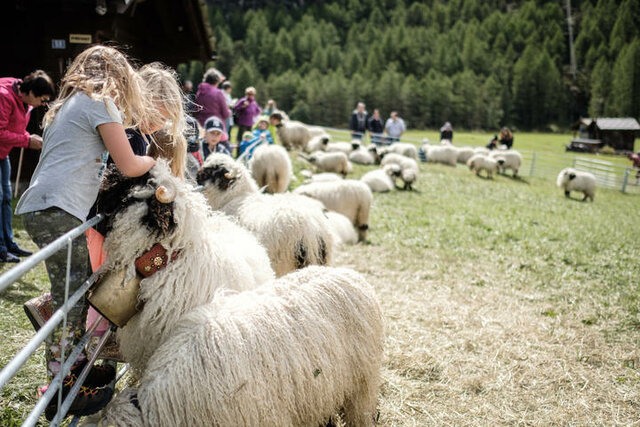 Fête des bergers et l'anniversaire de Wolli