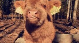 Timeline: språk og kultur