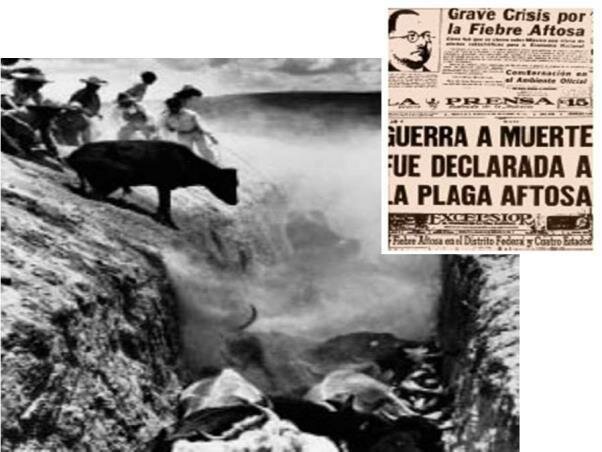 10 años de Fiebre Aftosa en México