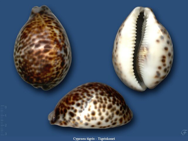 Az árupénz korszaka- a cserekereskedelem kezdete