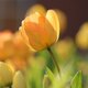 Tulips 690320 1920