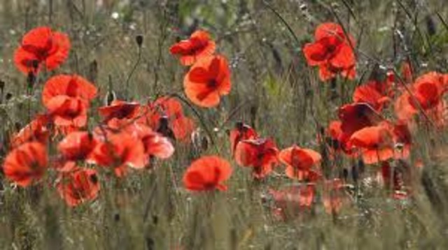 Armistice Day( Rememberance Day)