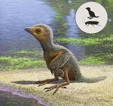 Age of the birds: 23:39