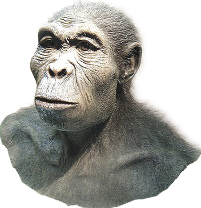 HOMO HABILIS