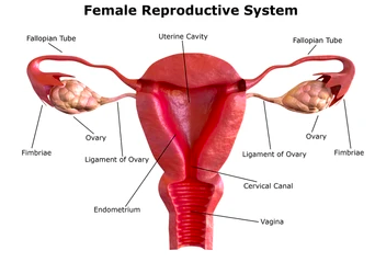 menstrual cycle changes