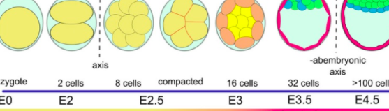 morula and blastocyst devlopment