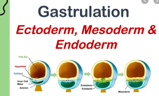 gastrulation occurs
