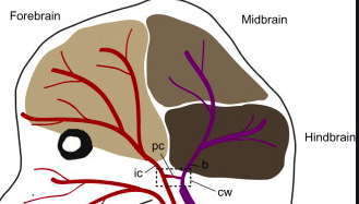 neural vascular development