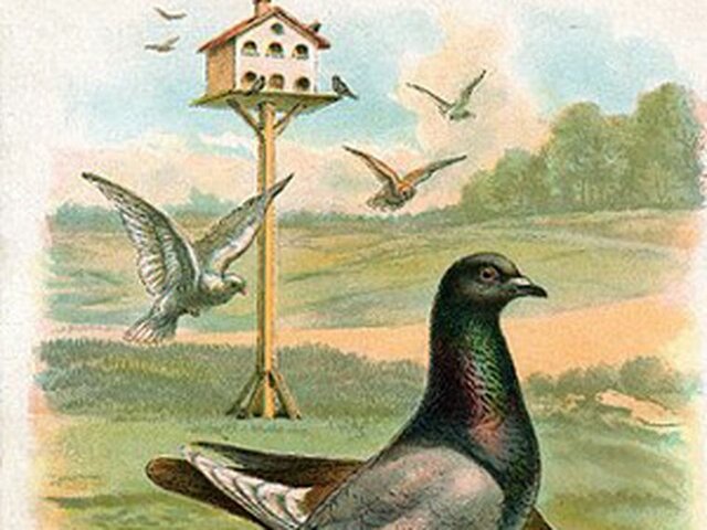 PALOMAS MENSAJERAS