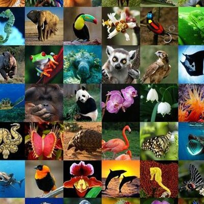 Timeline: LA CREACION DE LOS ANIMALES
