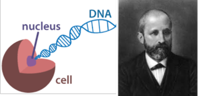 Descubrimiento de la estructura del ADN