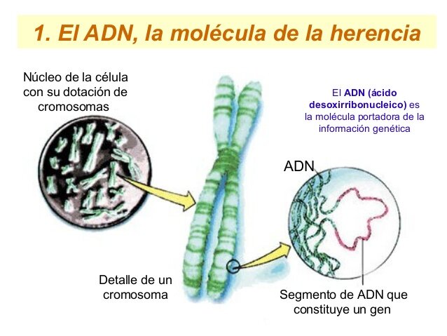La información genética está en el ADN