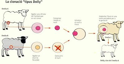 Experimento Oveja Dolly