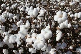 The cotton production was increased massively to 85 million pounds