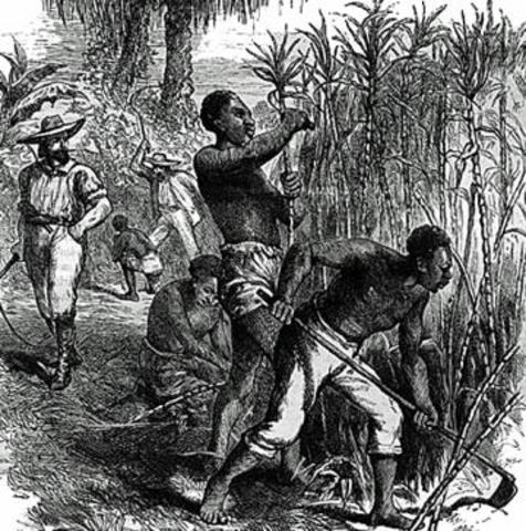 The Fisrt Enslaved Africans Arrive in the Americas